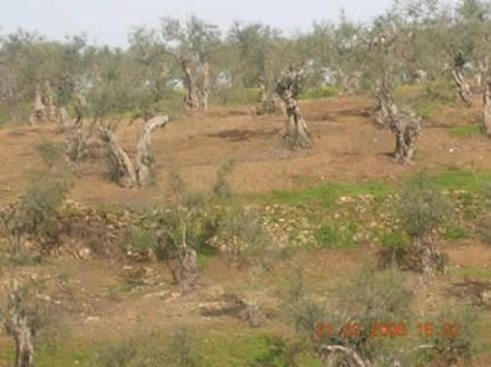 Imagen Ruta de senderismo 'Los Lagares'